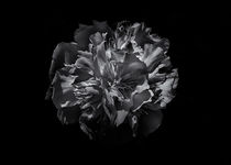 Backyard Flowers In Black And White 25 von Brian Carson