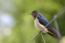 Rauchschwalbe - Hirundo rustica - Jungtier by Peter Eggermann