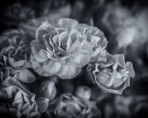Carnations von James Rowland