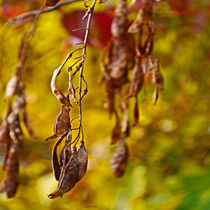 autumn leafs by Michael Naegele