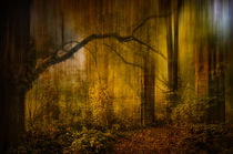 Tor im Wald by Stefan Kierek