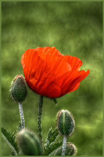 Roter Mohn by sabiho