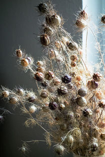 Jungfer im Grünen (Nigella damascena) by Hartmut Binder