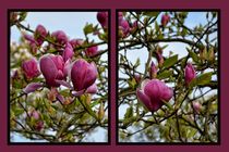 Pink Magnolia by Claudia Evans