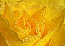 Gelbe Rose mit Wassertropfen von Gabi Siebenhühner
