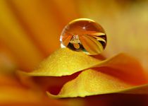 Orange Perle von Gabi Siebenhühner