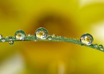 Wassertropfen von Gabi Siebenhühner