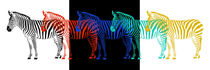 Zebras in Pop-Art by Monika Juengling