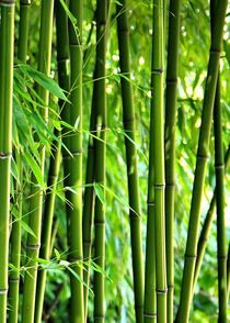 Bambus by Gabi Siebenhühner