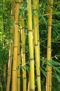 Bambusstäbe von Gabi Siebenhühner