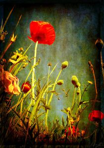 Mohn 2 von HPR Photography