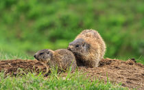 Female marmot with young von Antonio Scarpi