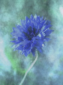 blaue Kornblume von sabiho