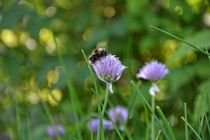 Schnittlauch-Blüte mit Hummel von Claudia Evans