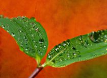 Wassertropfen von Gabi Siebenhühner