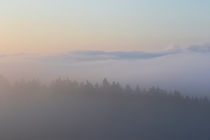 Bäume, Nebel, Himmel von Bernhard Kaiser