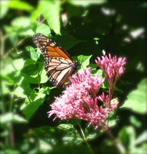 Monarch Butterfly by Sabine Cox