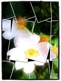 Rose puzzle von Sabine Cox