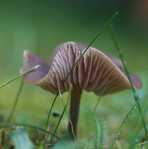 Pilz so ganz allein by Simone Marsig