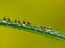 Pearls von Gabi Siebenhühner