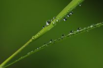 Pearls von Gabi Siebenhühner