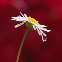 Gänseblümchen mit einem Tropfen by Gabi Siebenhühner