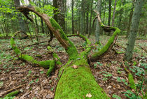 The old forest von Uladzislau Mihdalionak