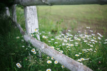 chamomile von Uladzislau Mihdalionak