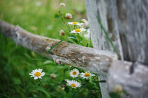 chamomile von Uladzislau Mihdalionak