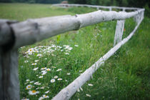 chamomile von Uladzislau Mihdalionak