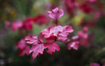 Autumn color von Uladzislau Mihdalionak