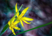 The first spring flowers by Uladzislau Mihdalionak