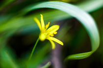 The first spring flowers von Uladzislau Mihdalionak