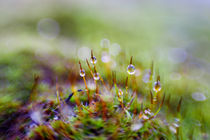 After the rain von Uladzislau Mihdalionak