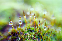 After the rain von Uladzislau Mihdalionak