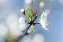 Spring freshness by Uladzislau Mihdalionak