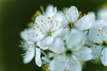 Spring freshness von Uladzislau Mihdalionak