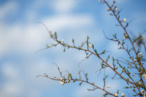 Spring freshness von Uladzislau Mihdalionak