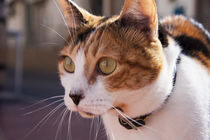 ginger-white cat stare by Jessy Libik