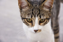 portrait of a young pinto tabby cat von Jessy Libik