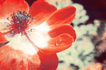 Anemone by Ines Meyer