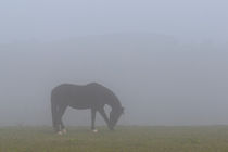 Allein im Nebel von Bernhard Kaiser