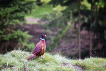 Ring-necked Pheasant by Vicki Field