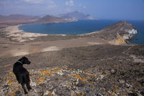 Dog on the top of the hill von Jessy Libik