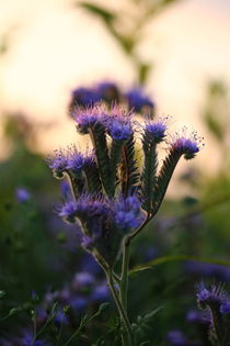 Blühend  in herbstlicher Abendsonne by Simone Marsig