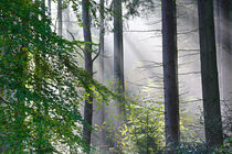 Waldlandschaft by Bernhard Kaiser