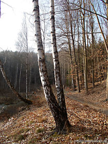 Herbstwanderung im Januar von voelzis-augenblicke