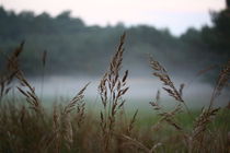 Gras im Herbstnebel gefangen  by Simone Marsig