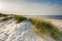 Sylt Düne by ostseebilder