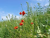 Mohnblumen von Gabi Siebenhühner